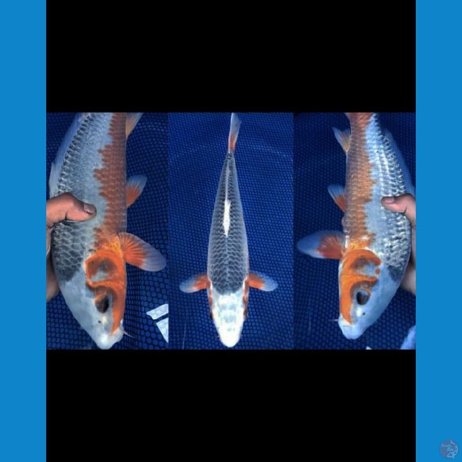 Asagi BIZ 35cm 