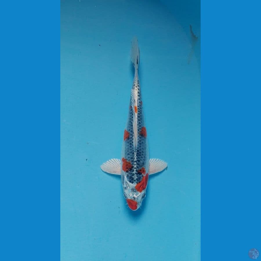 kujaku 22 cm