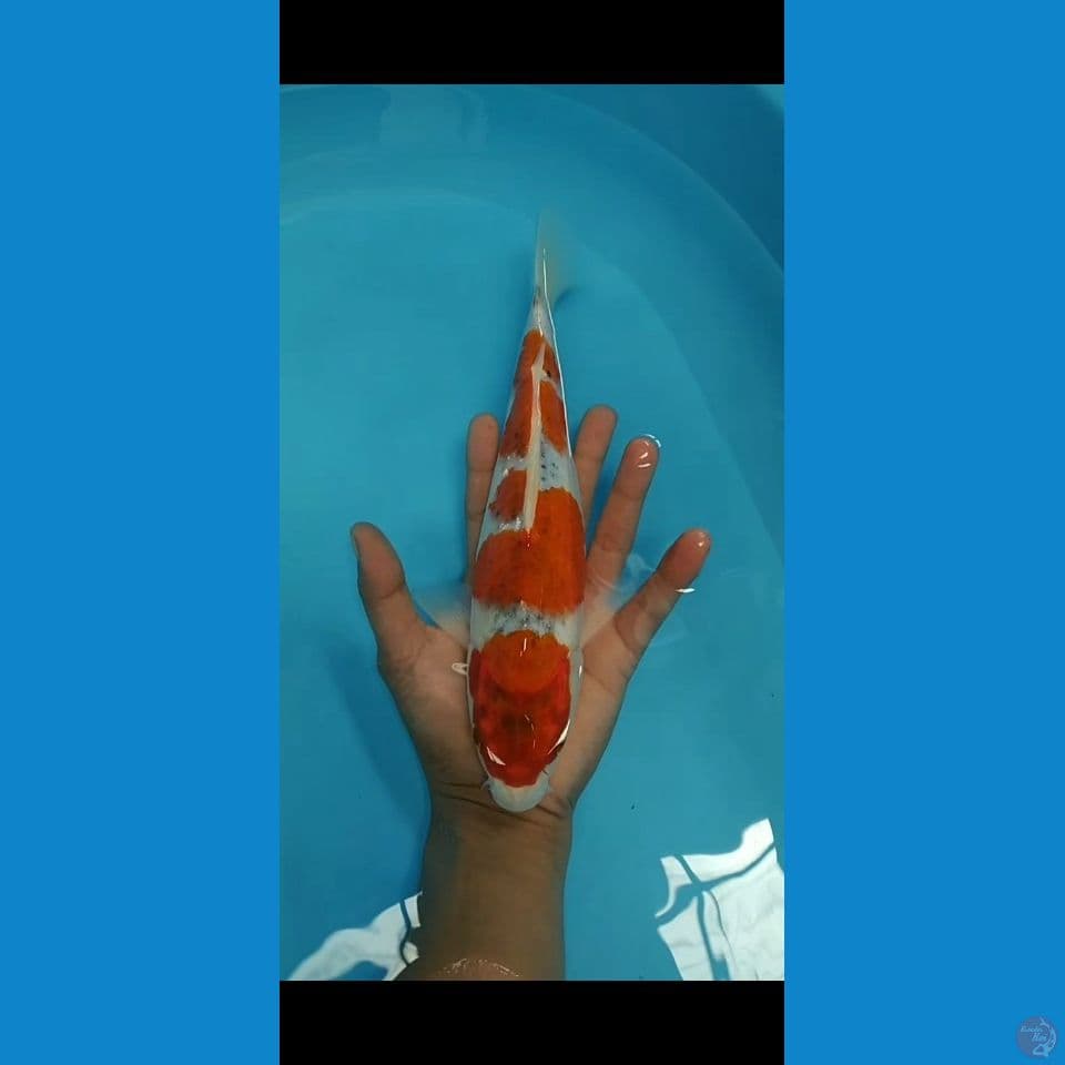 kujaku gingga 29cm