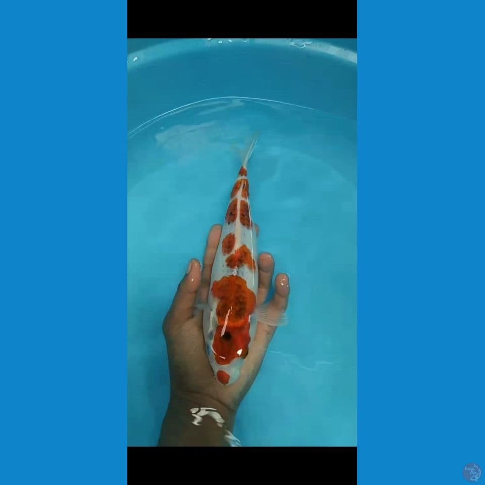 kujaku gingga 29cm