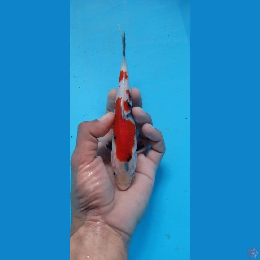 Showa 17.Cm 