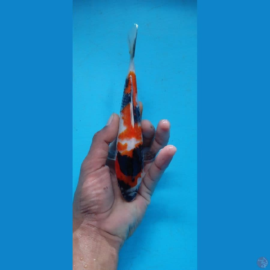 Showa 17.Cm