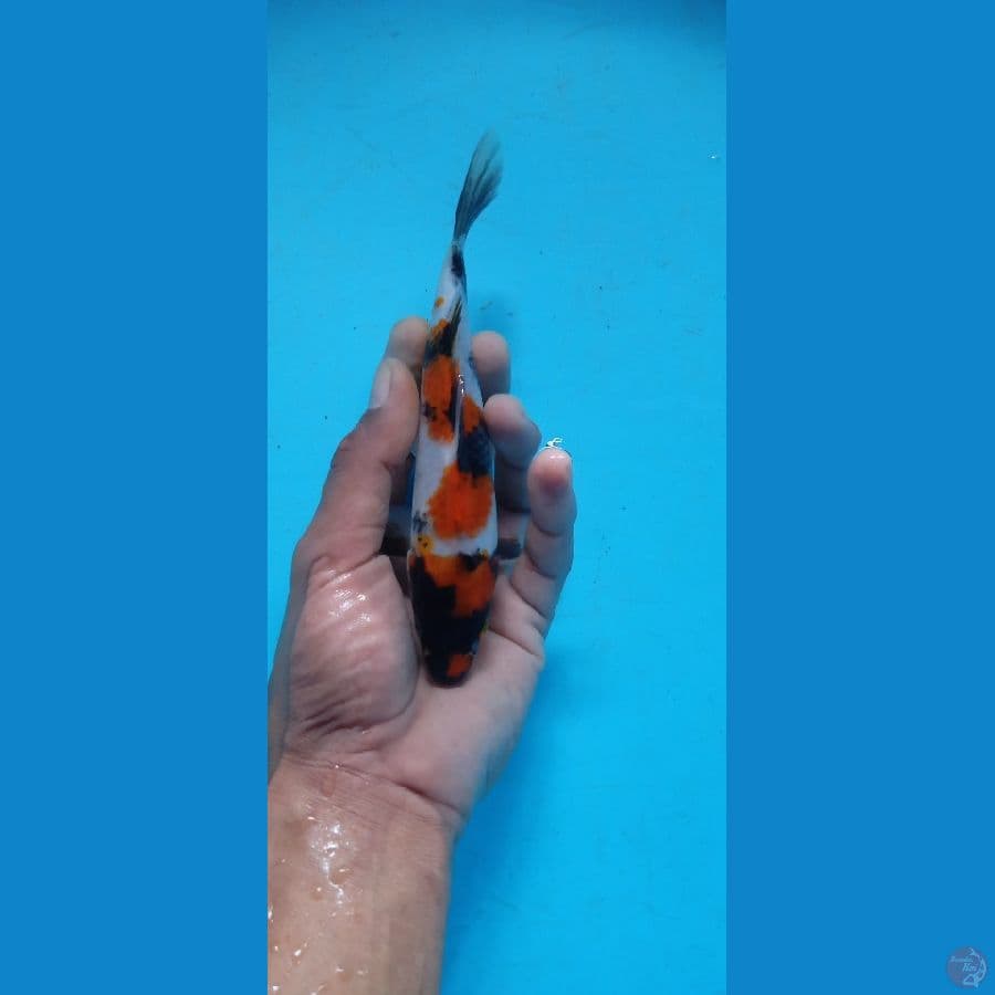 Showa 17.Cm