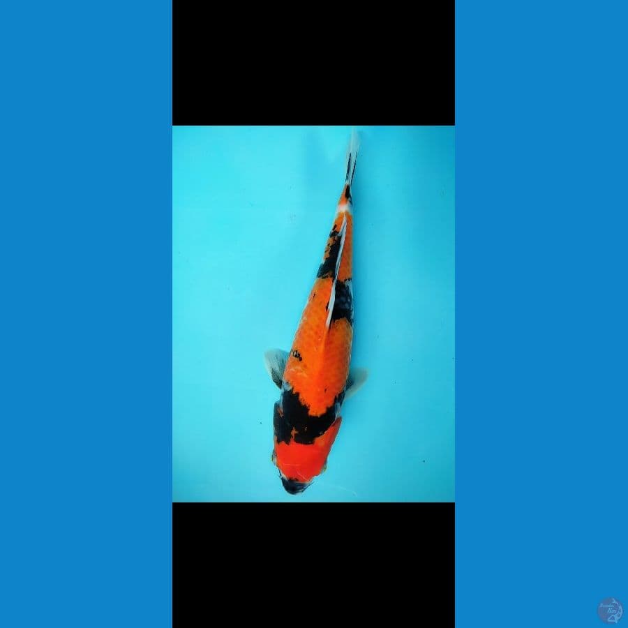 showa 33 cm motogoro