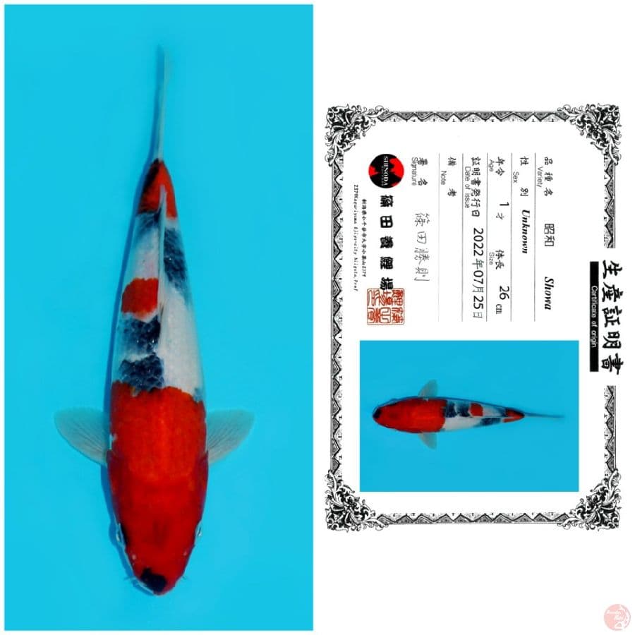 SHINODA SHOWA 26CM