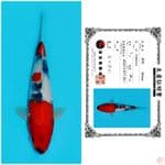 SHINODA SHOWA 26CM