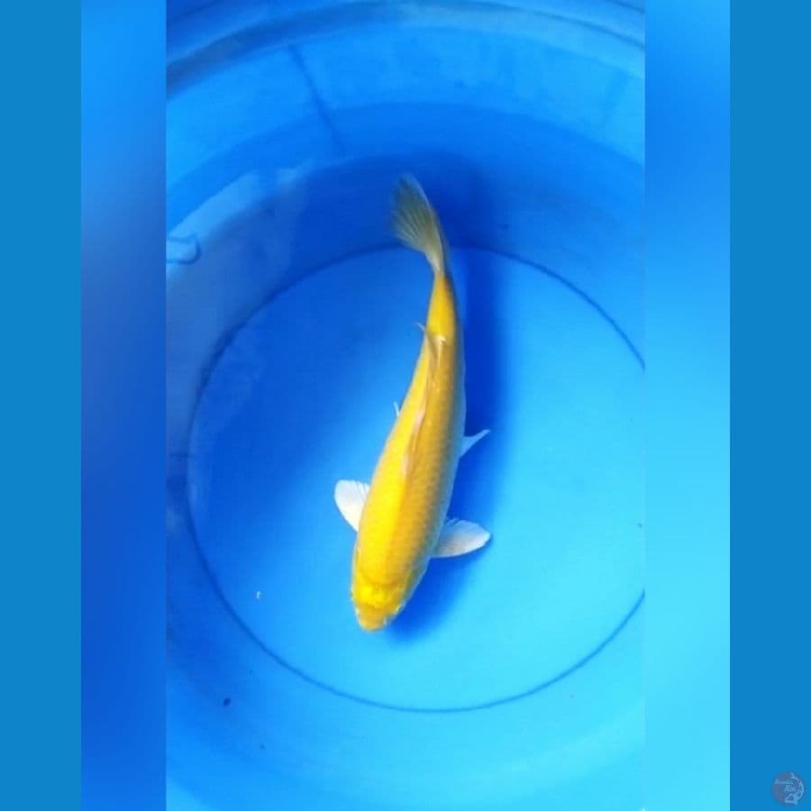 Karashi mata merah male 36 cm bulky