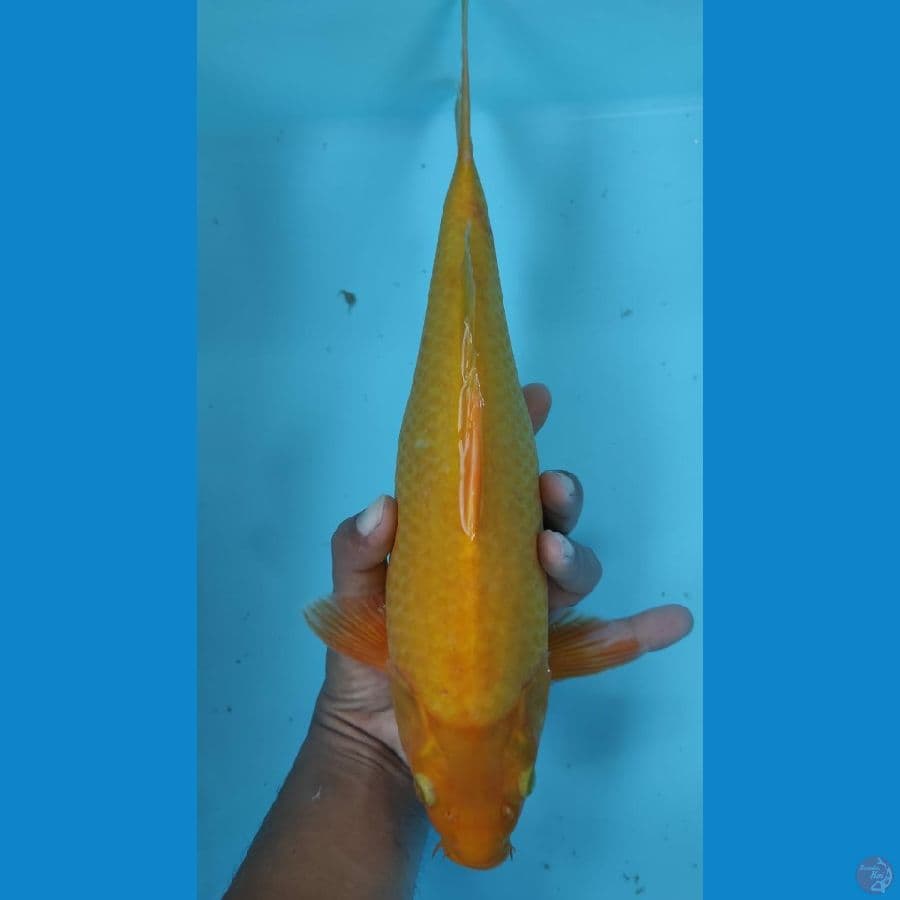 karasi