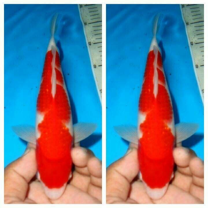 Baby kohaku f1 