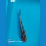 ghosiki 28cm