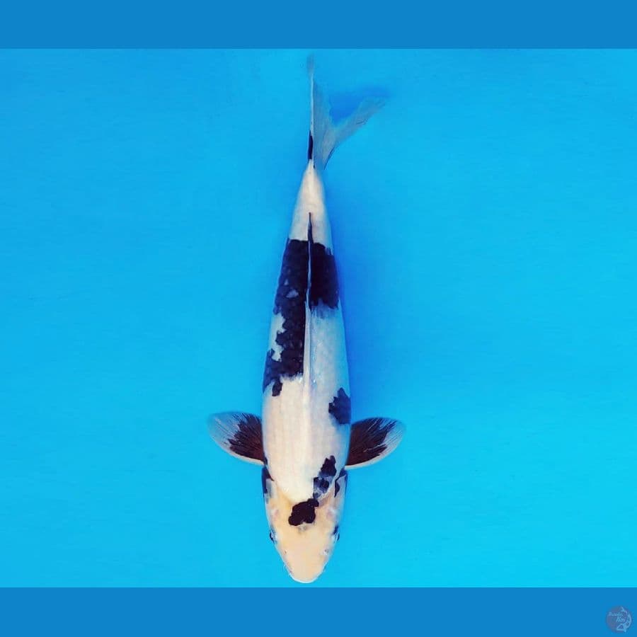 IZUMO TAISHA 6 ~ SHIRO EVOLUTION 35 cm/male ™
