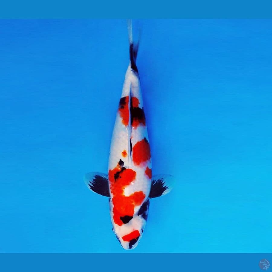 IZUMO TAISHA 10 ~ SHOWA EVOLUTION 35 cm/fm ®
