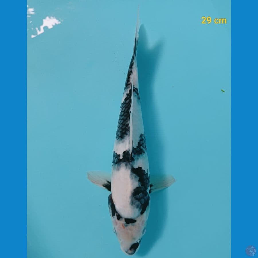shiro 29 cm
