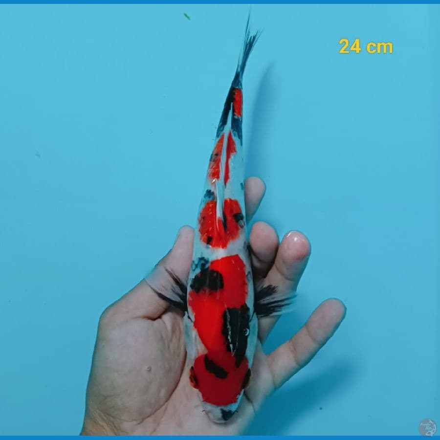 sq maruten showa  24 cm