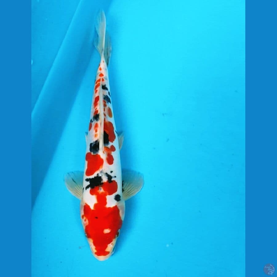 sanke doit 22cm
