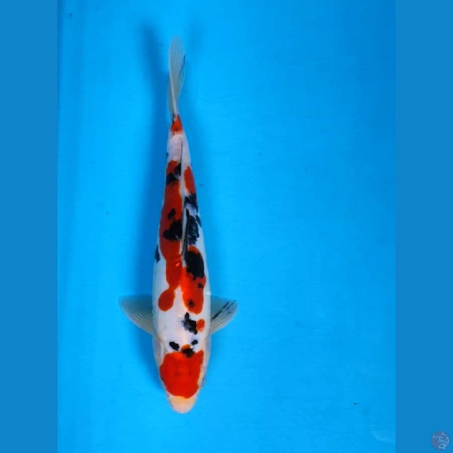 maruten sanke doit 23cm male