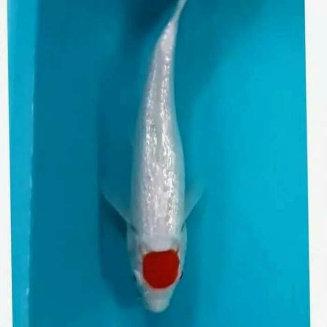 Tancho koi ginrin 25cm || utsukushi :)