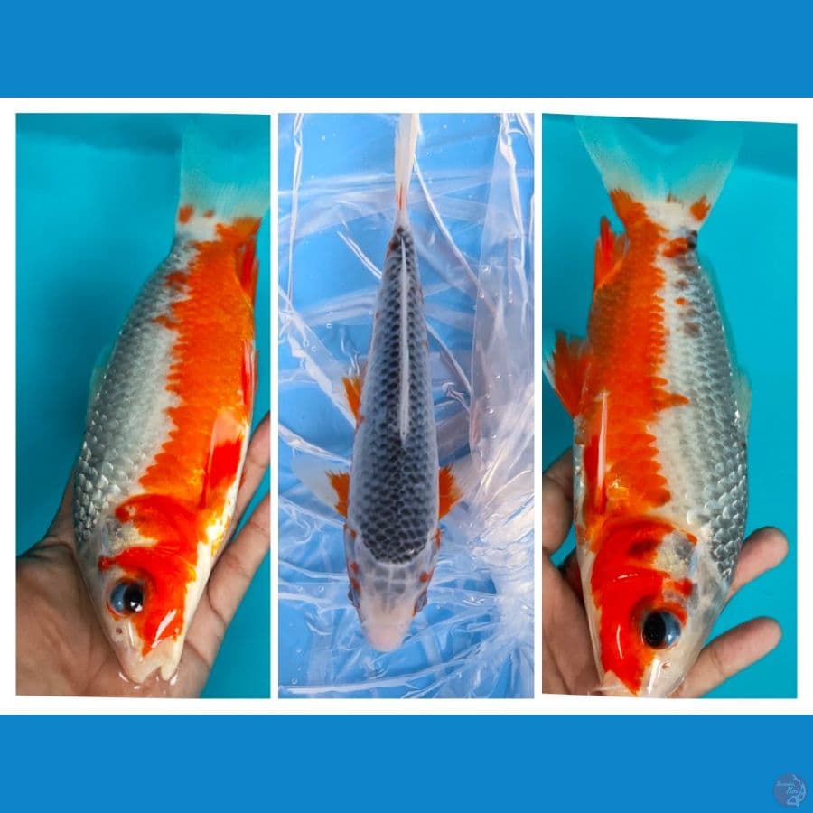 asagi SQ 23cm male