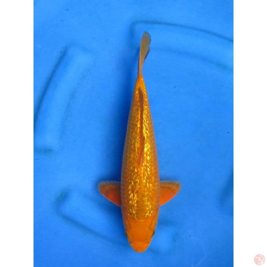 29cm , Ml , Karamel Ginrin SQ 