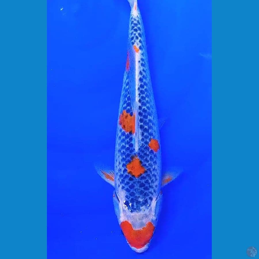 Goshiki sakura 37 cm
