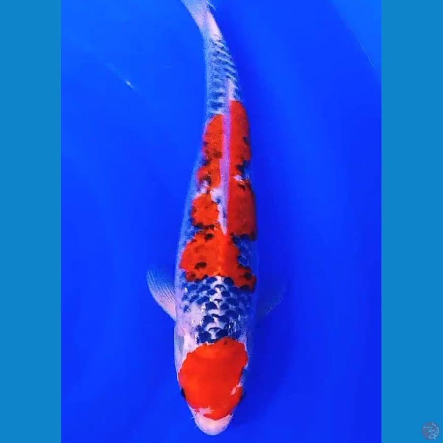 Maruten goshiki red strong 37 cm