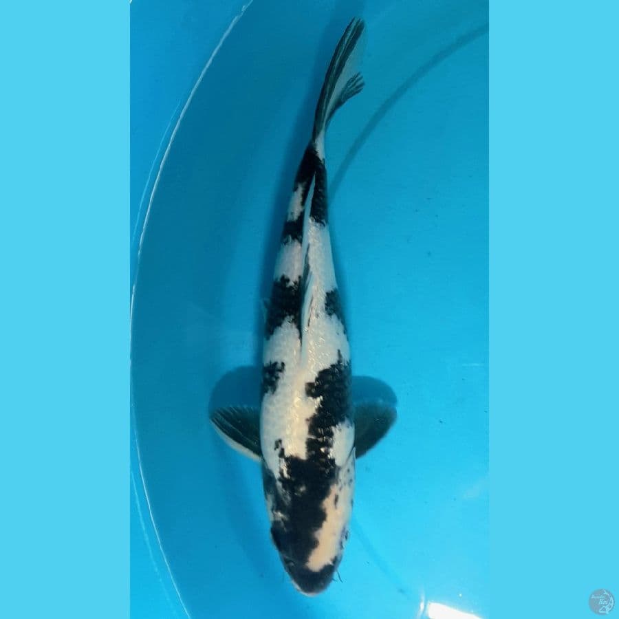 Shiro Ginrin prestasi juara 2
