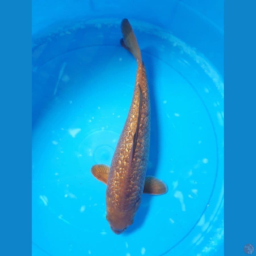 caramel cagoi size 29 cm