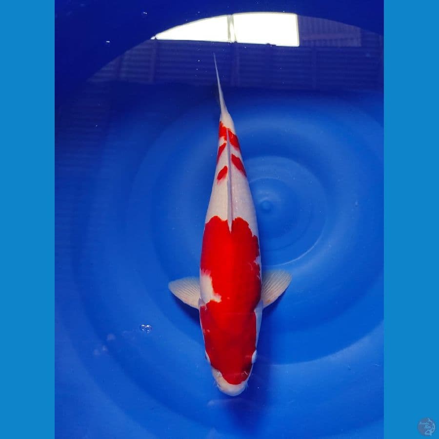 kohaku nale 35cm