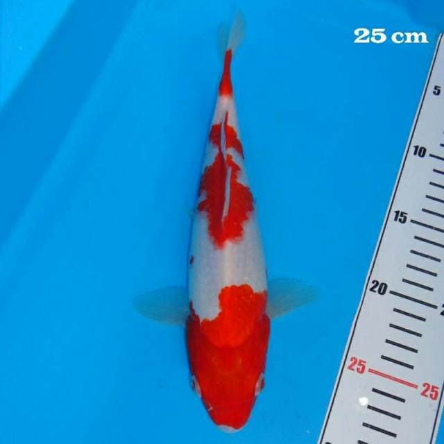 Kohaku First blood Bakat Jumbo
