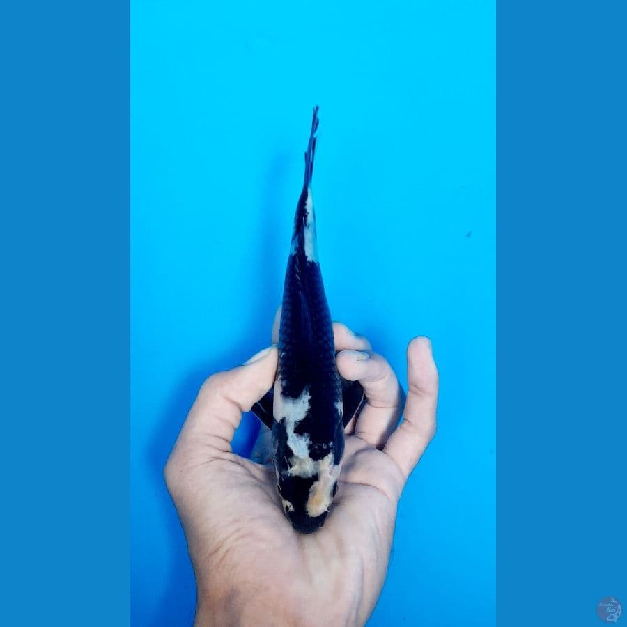 shiro 19cm