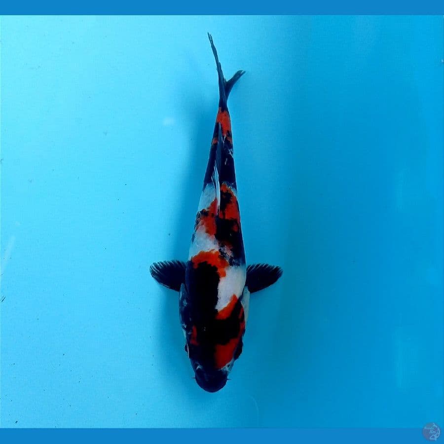 showa 18 cm