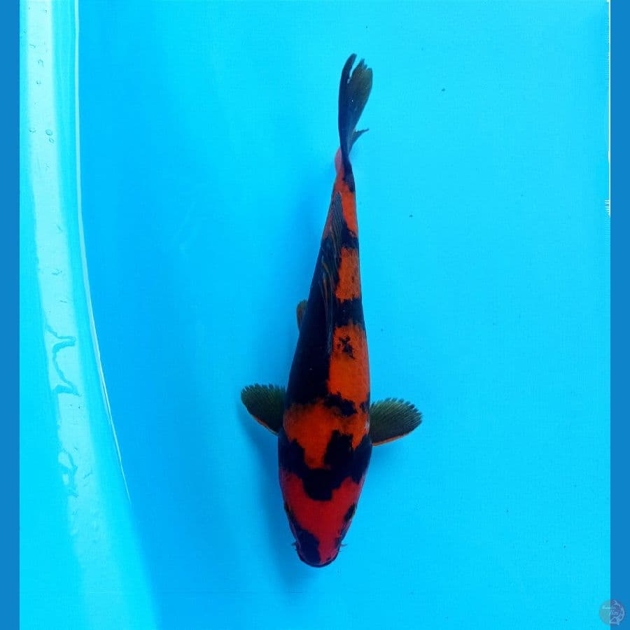 utsuri 21 cm