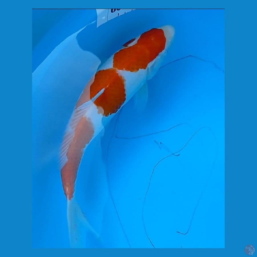kohaku ori