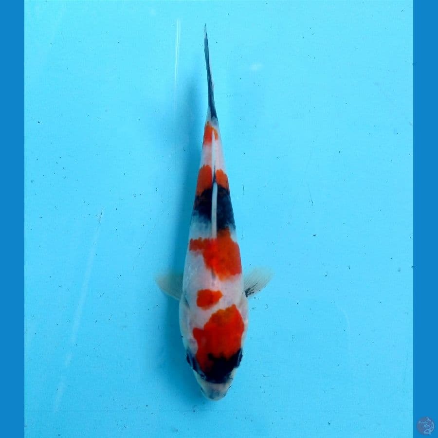 showa 15 cm