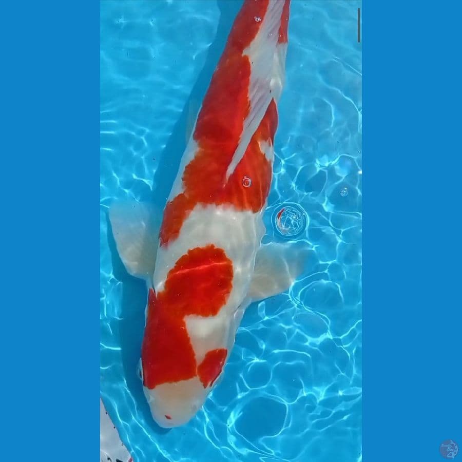 SQ Kohaku jantan