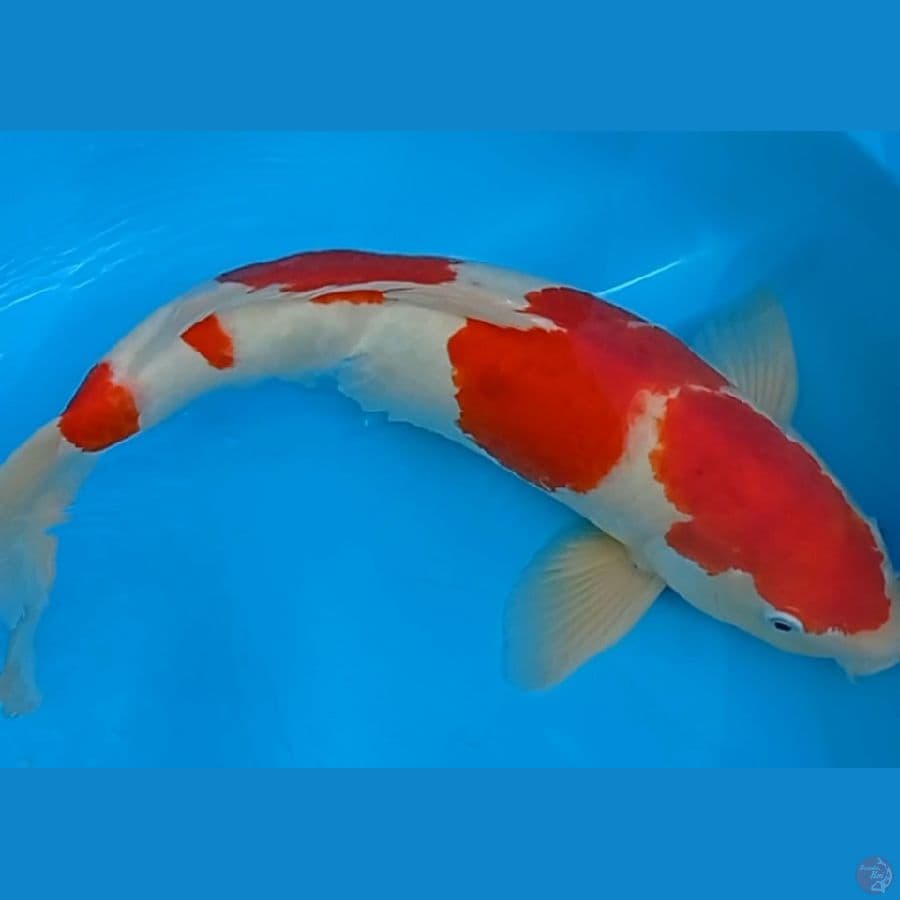 Kohaku strong 51 cm