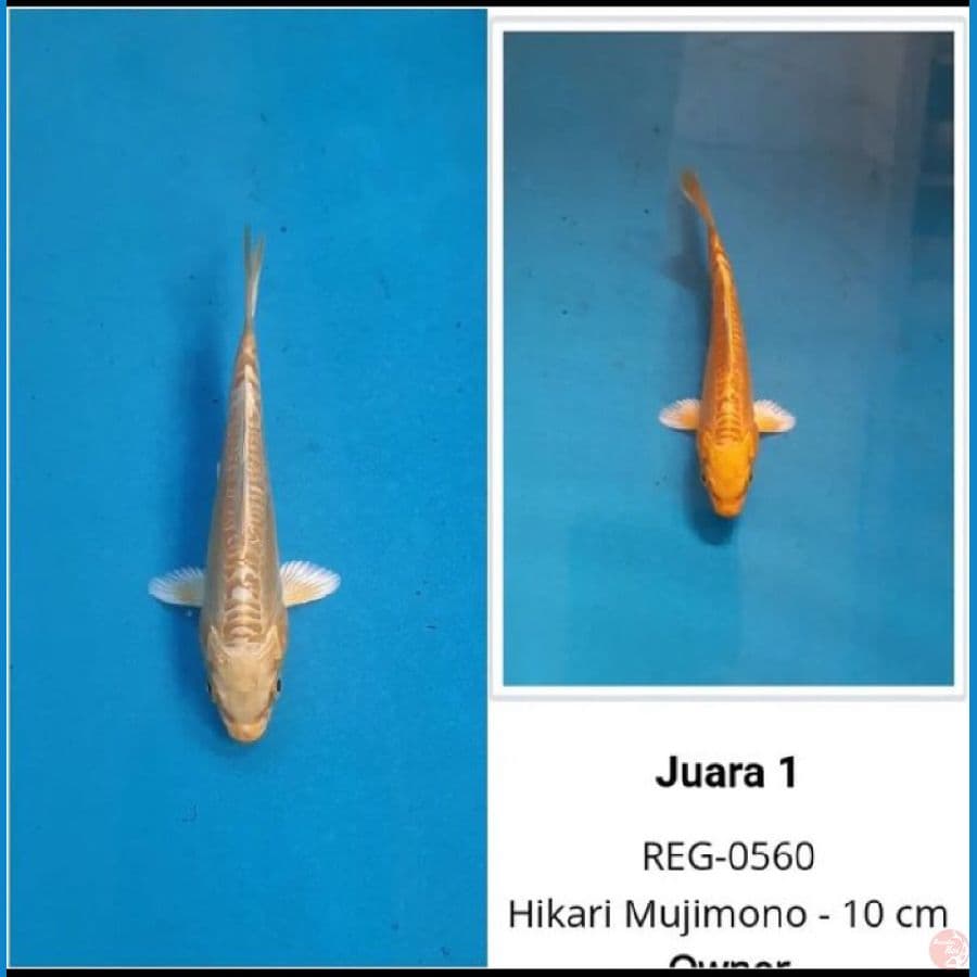 PAKET SHOW QUALITY 