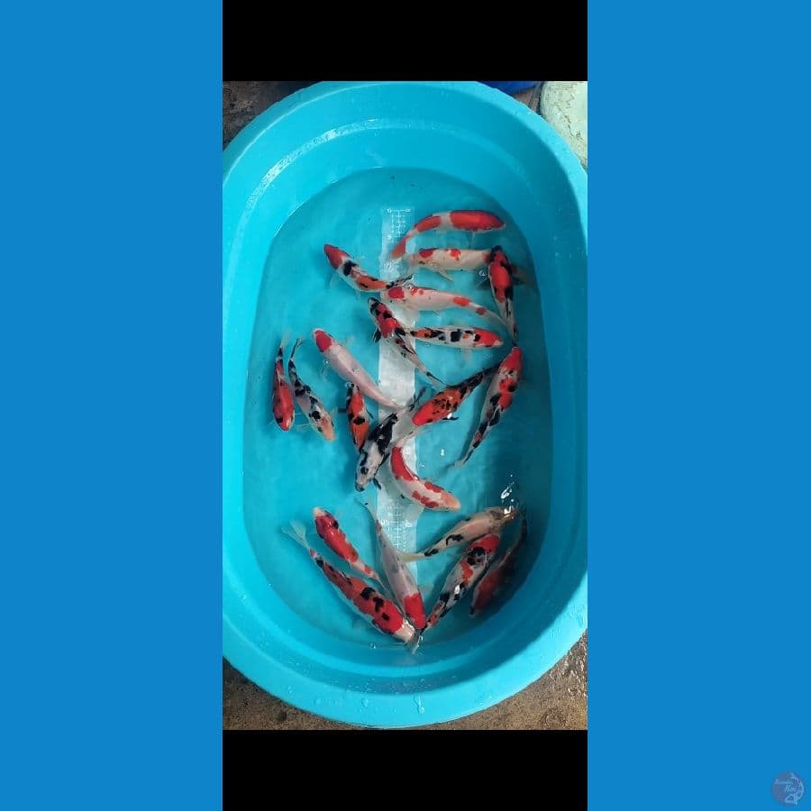 Showa,Shiro,Sanke 16-21cm 20 ekor