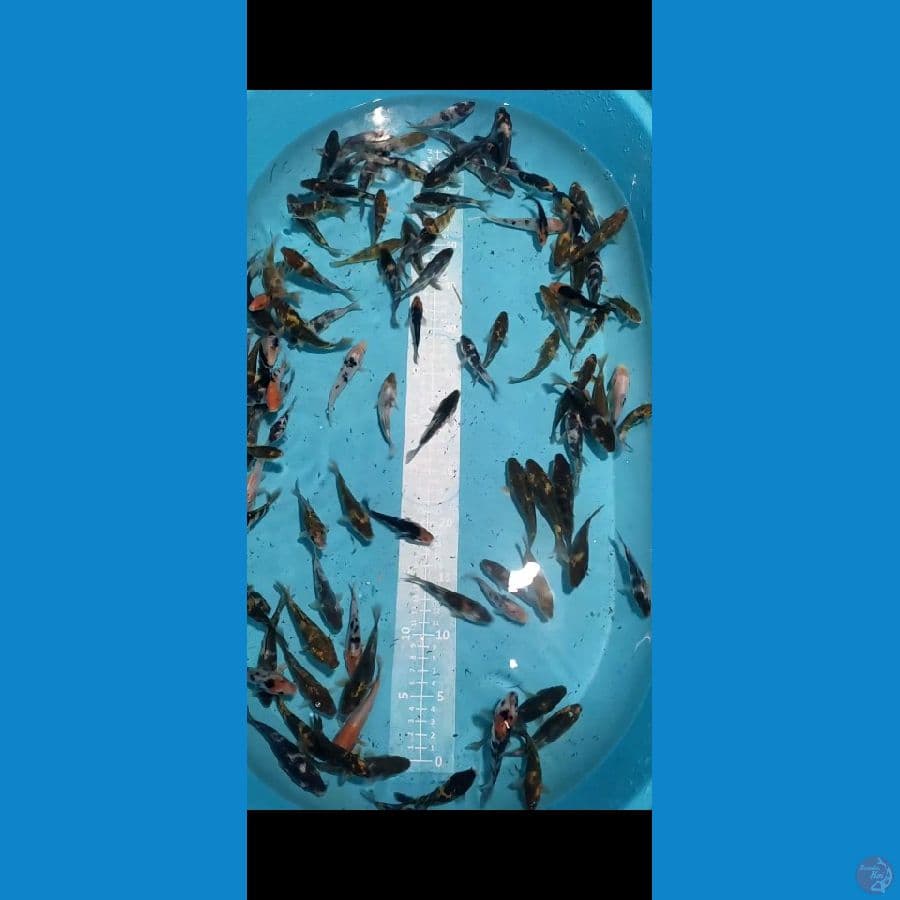 DOITSU Showa Shiro Sanke 8-11cm 120 ekor