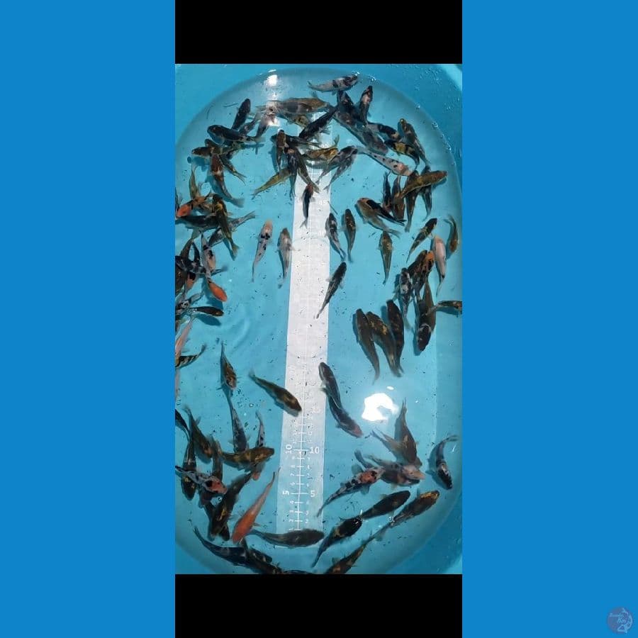 DOITSU Showa Shiro Sanke 8-11cm 120 ekor