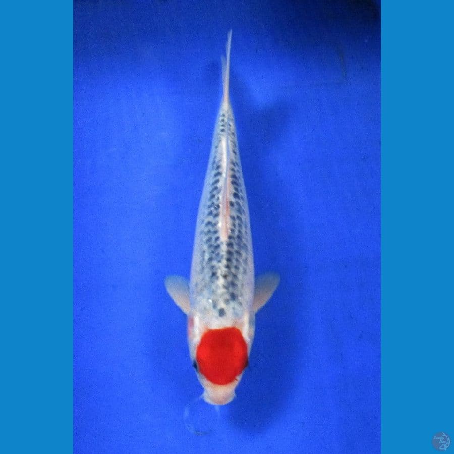 tancho goshiki ±31cm