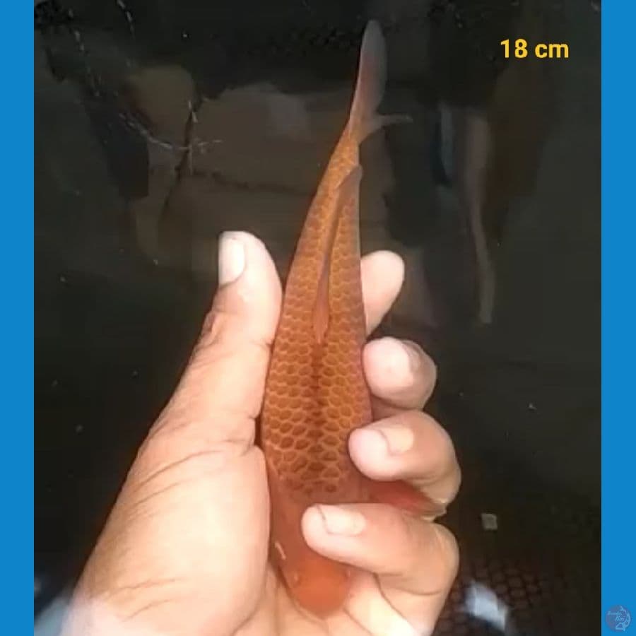 Ready Show Caramel 18 cm