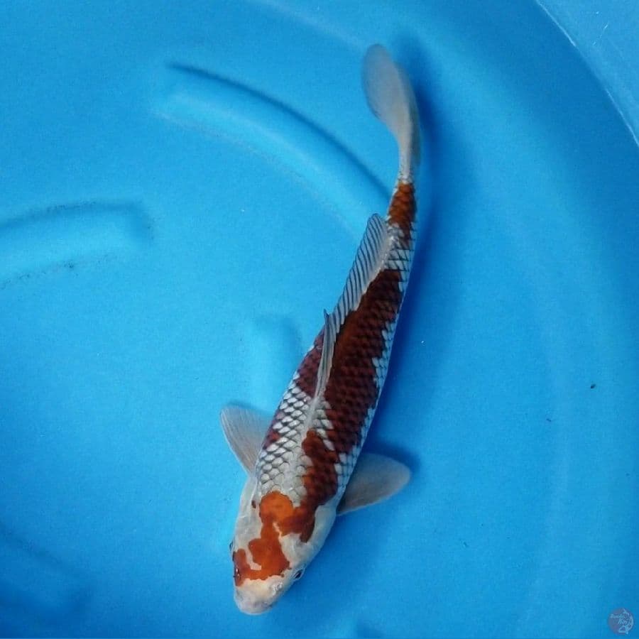 OCHIBA 40 CM MALE