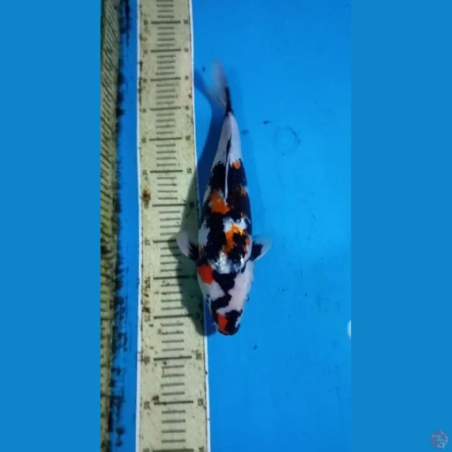 Ginrin showa 36cm