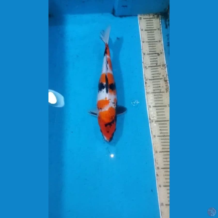 Showa 39cm