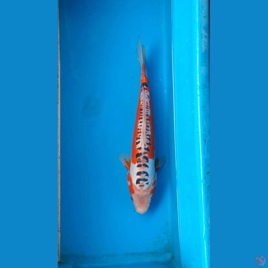shusui