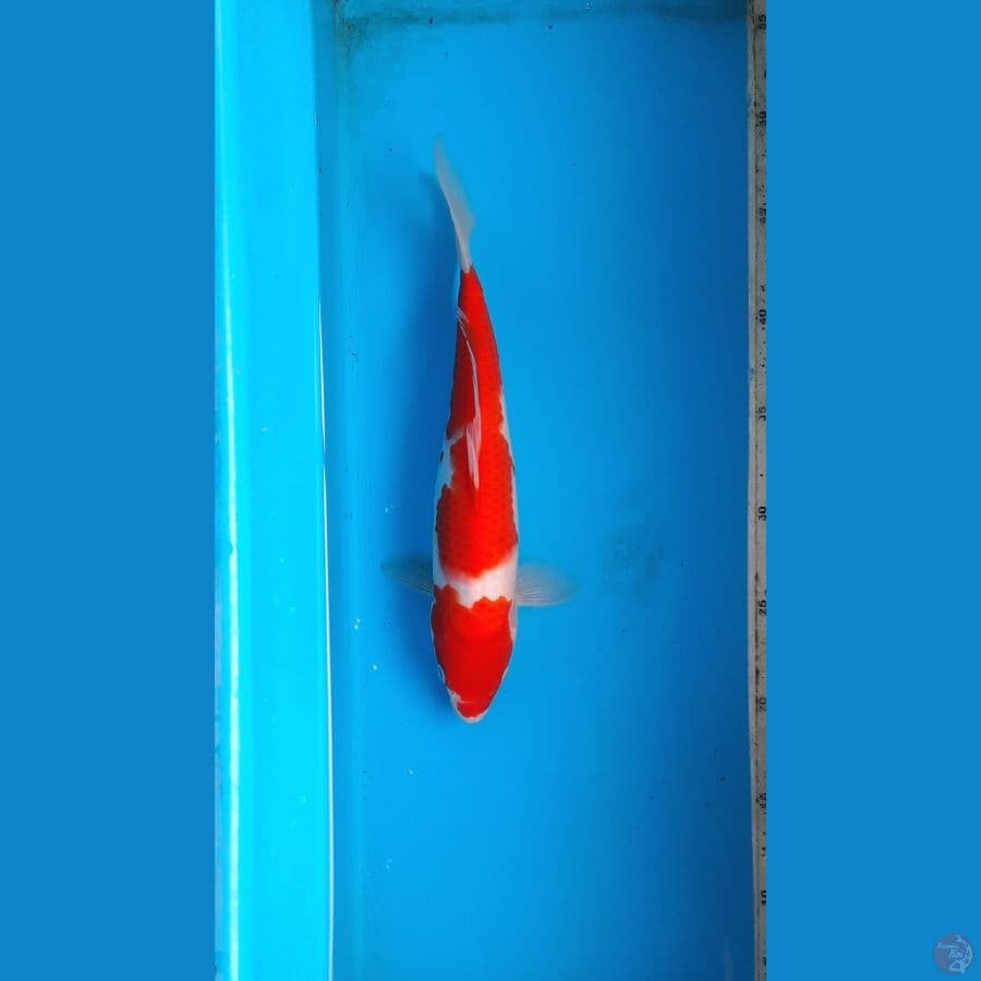 kohaku