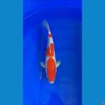kohaku 39cm male