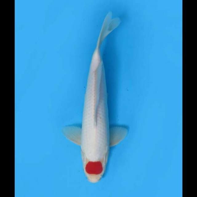 32cm - F1 Tancho Kohaku Bersih 