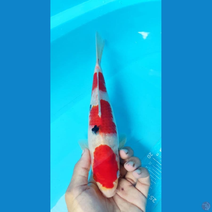 Sanke 28Cm